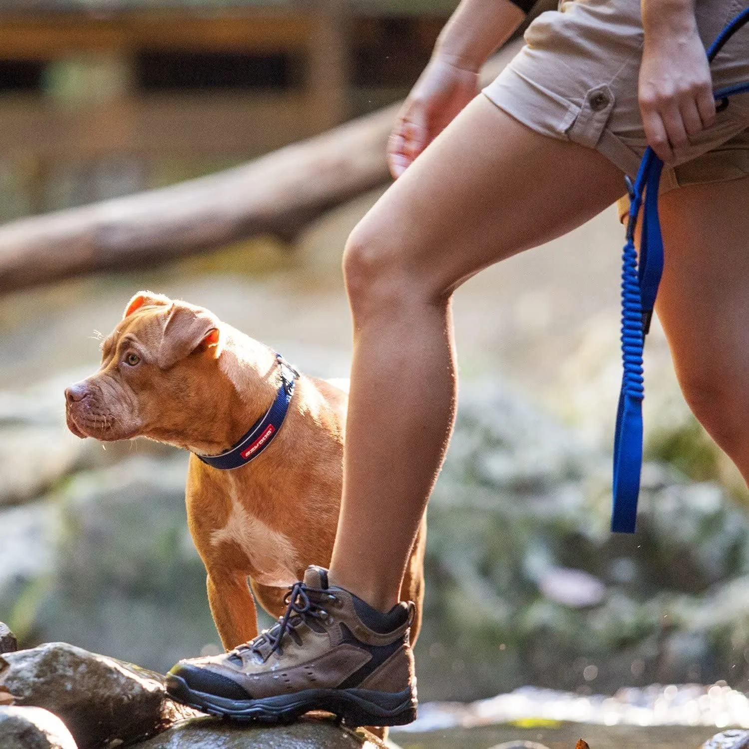 EzyDog Zero Shock Dog Leash - Shock Absorbing Bungee Leash for Dogs That Pull or Excite - Dual Handle and Reflective for Large, Medium, or Small Dogs (72-Inch, Blue)