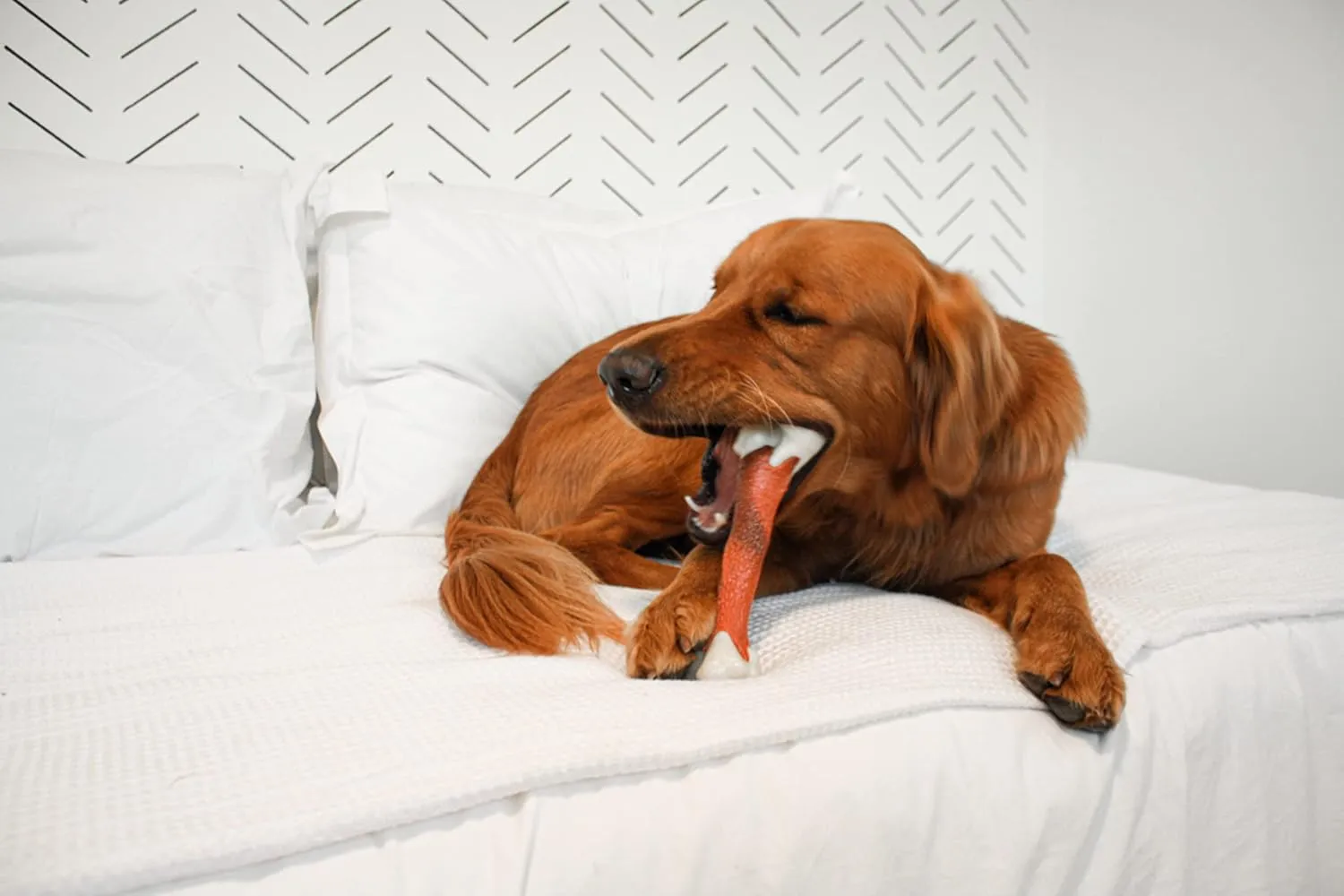 Nylabone Femur Bone Alternative Power Chew Toy for Dogs, Dog Toys for Aggressive Chewers, Beef Flavor, Large - Up to 50 lbs, 1 Count