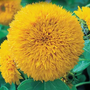 Sunflower, Dwarf Teddy Bear Seeds Online Edition