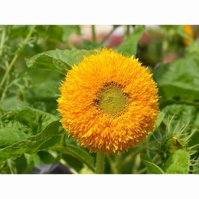 Sunflower Teddy Bear Flower Seeds
