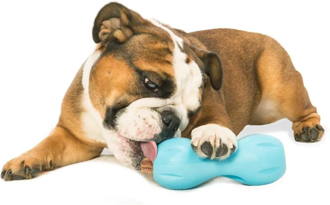 West Paw Zogoflex Qwizl Interactive Treat Dispensing Dog Puzzle Treat Toy for Dogs, 100% Guaranteed Tough, It Floats!, Made in USA, Large, Aqua Blue